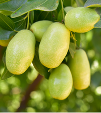 Simmondsia Chinensis (Jojoba) Seed Oil