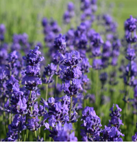 Lavandula Angustifolia (Lavender) Oil