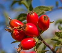 Rosa Canina (Rosehip) Seed Oil