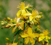 St. John's Wort (Hypericum Perforatum Flower/Leaf/Stem Extract)