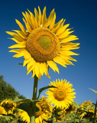 Helianthus Annuus (Sunflower) Seed Oil