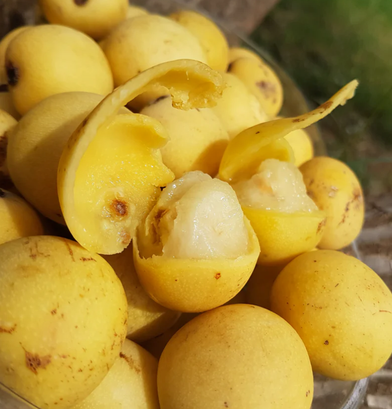 Marula Seed Oil