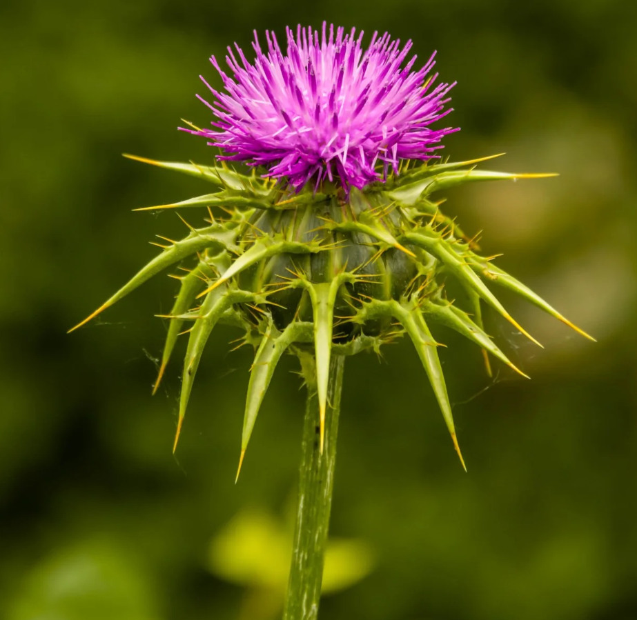 Milk Thistle Seed Oil