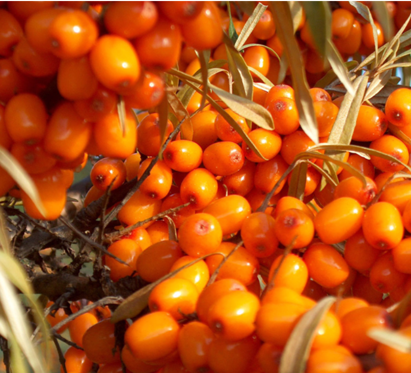 Sea Buckthorn Seed Oil